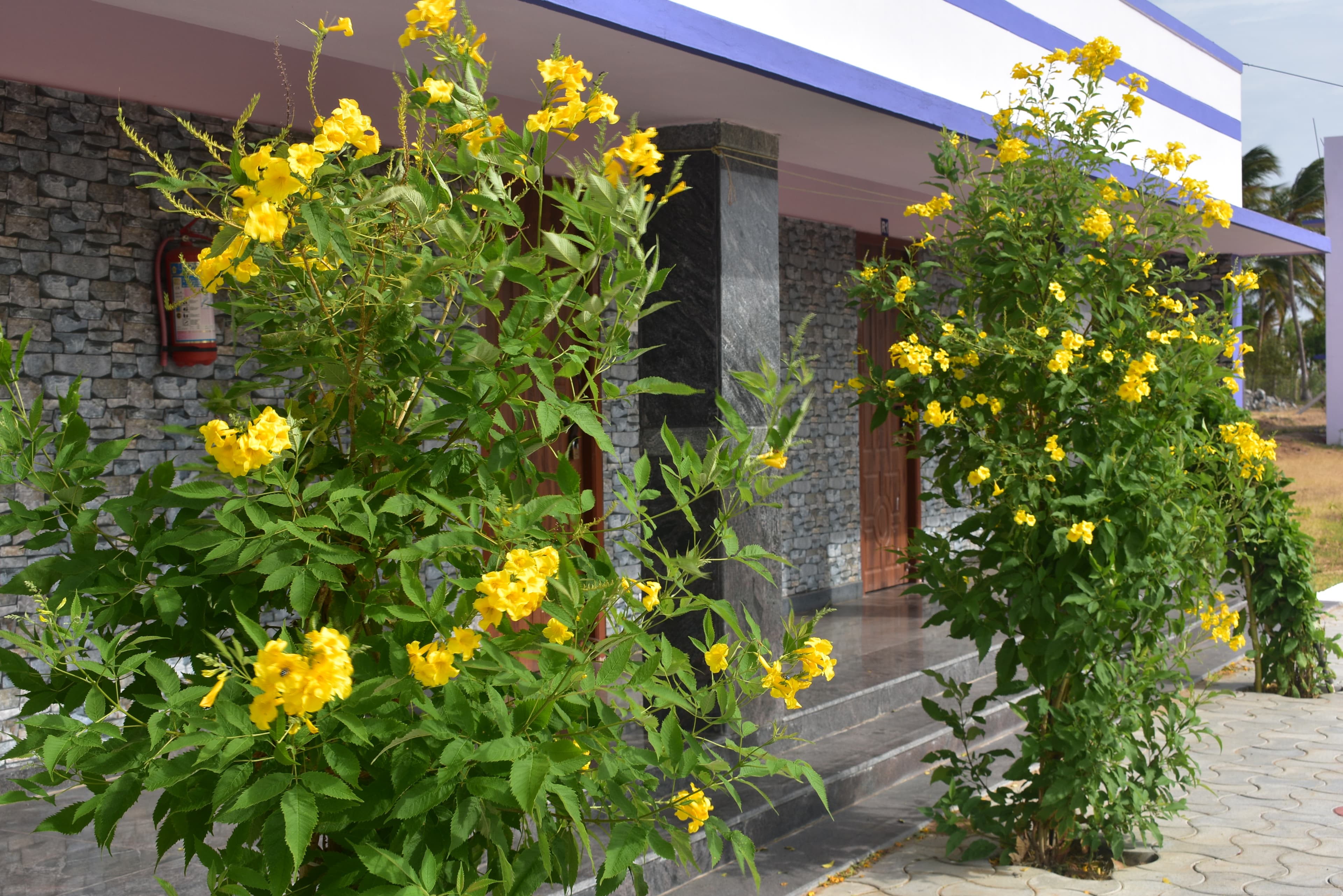 Yellow Flowering Plants
